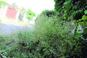 The growth of Congress grass on a footpath in Sector 17 of Faridabad is a cause for concern