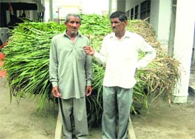 Mockery of relief: Two farmers of Panipats Sutana village who received government compensation of Rs 8 for damage to their wheat crop during a hailstorm last year