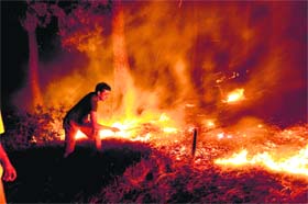 A youth of Sakoh village douses flames in a forest near Radio Colony at Dharamsala on Saturday night