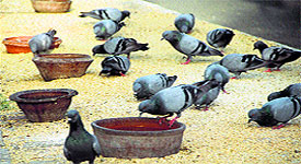 pigeons quench their thirst from water pots kept by bird lovers along a roadside in Jalandhar.