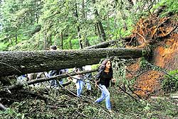 An uprooted tree blocks a road due to heavy rainfall in Shimla on Wednesday