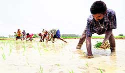 Labourers sow paddy at Dyalpur village in Mohali on Thursday