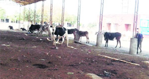 Stray cattle at Sabzi Mandi in Jagraon on Thursday.