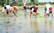 Paddy transplantation in progress in Bathinda on Friday.