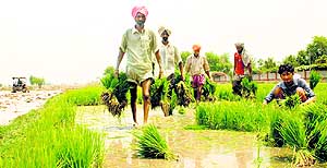 Paddy is a water guzzler, requiring at least 22 water doses from transplantation to harvesting stage. The cropping pattern must change in the state