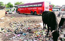 Garbage scattered in the open at the bus stand in Bathinda on Sunday