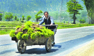 A farmer pushes a cart loaded with paddy saplings in Pahalgam near Srinagar on Sunday.