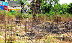 The withered saplings