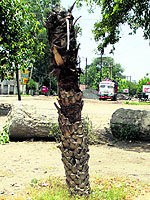 A trimmed palm tree near Maqsudan Chowk