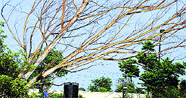 Trees with no leaves may appear useless to us but this boy is making the maximum out of it by cutting branches for household purposes.