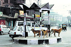 The presence of a large number of dogs with rabies is posing a big threat to people in Srinagar