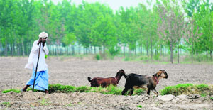 A man grazes his goats under the scorching sun near the banks of the Sutlej in Ludhiana.