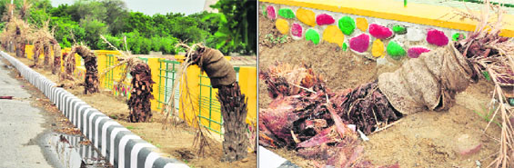 A view of the damaged date palm trees along side the lake number 3 in Bathinda on Wednesday.