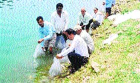 Fisheries Department staff release mirror carp fingerlings at the Lathiani ghat of the Gobind Sagar reservoir in Una on Tuesday.