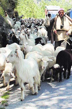 A gaddi with his flock of sheep in Kangra district.