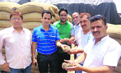 Volunteers of Aam Aadmi Party show the rotten wheat at the godown of Punjab Agro Food Grain Corporation, located at Jandiala Guru, near Amritsar on Thursday. A Tribune photograph