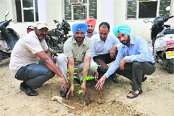 Lawyers plant saplings at the District Court Complex in Bathinda. Photo: Gurdeep Singh Mann