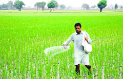A farmer sprays fertilisers in a paddy field at Bhokhra village near Bathinda. Tribune photo: 