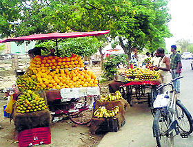 Fruit vendors encroach upon the roadside along Sidhwan Canal near Jawaddi Bridge in Ludhiana.
