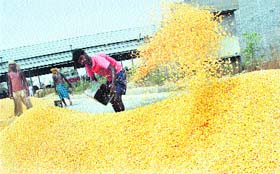 A labourer winnows maize in Kartarpur Grain Market in Jalandhar on Saturday.