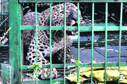 Wild aggression: A rescued leopard at Chaudhary Zoological Park, Chhatbir. A Tribune photograph 