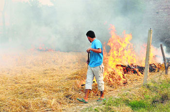 Why not give the farmers an incentive to protect the environment? Despite the ban, a farmer burning paddy straw in a field near Gobindpura village in Bathinda district.