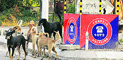 Stray dogs roam around a traffic beat box in Jalandhar