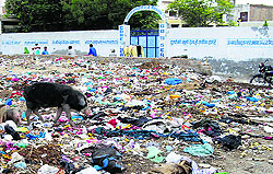 A garbage dump outside Mahatma Gandhi School in Abohar on Sunday