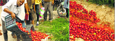 A farmer throws away his produce near a vegetable market; and (right) tomatoes lie on the road at Ner Chowk in Mandi on Monday.