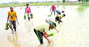 Workers plant paddy saplings at RS Pura village in Jammu on Monday.
