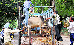MC staff transport a cow on to a mini-truck at Phase I in Mohali on Tuesday