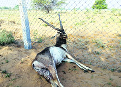 A black buck stuck in the fence at Badopal village. FiLE PHOTO