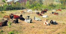 Stray cattle abandoned by farmers rest in a field in the Lanj area of Kangra district.