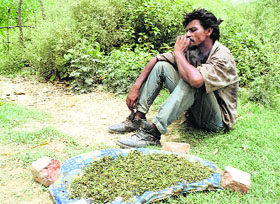 A man drying cannabis leaves in Muktsar on Tuesday. 