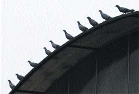 Pigeons keenly watch the dark clouds gathering in the sky during the monsoon in Amritsar on Thursday.