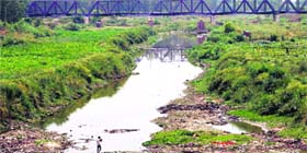 Dense wild growth can be seen on the banks of the Ghaggar.