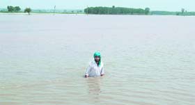 A farmer standing in his flooded field near Powat village on Thursday.