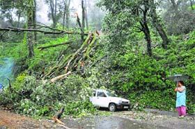 A woman stands near the uprooted tree that fell on a car due to heavy rain in Shimla.