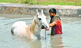 A man bathes his horse in a canal on a hot day at Bishnah village in Jammu on Friday.