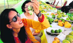 Girls take a look at a rare variety of mango during the 23rd Mango Mela that began at Pinjore Gardens on Saturday.