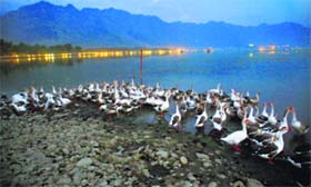 A gaggle of geese on the banks of the Dal Lake in Srinagar.