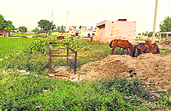   Veterinary dispensaries in poor shape in Bathinda.