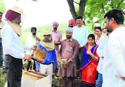 Students and farmers get training in bee-keeping by a GKU teacher in Bathinda on Monday. 