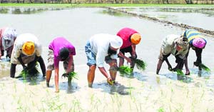 Labourers transplant paddy in a field near Amritsar.