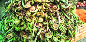 Fiddlehead fern, a locally grown vegetable, at a shop in Mussoorie on Tuesday.