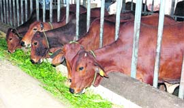 The view of a gaushala in Jalandhar.