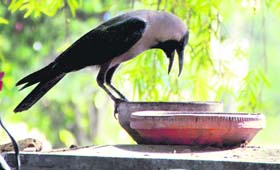 A crow quenches thirst from an earthen pot kept under a shady tree in Jalandhar.