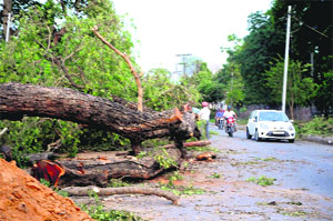 Fully grown trees that have been chopped off on the Court road to pave the way for a flyover over Kitchlew chowk in Amritsar.
