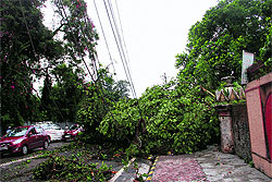 An uprooted tree that fell on power lines following thundershowers in Dehradun on Tuesday.