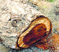 One of the chopped trees in Muktsar.